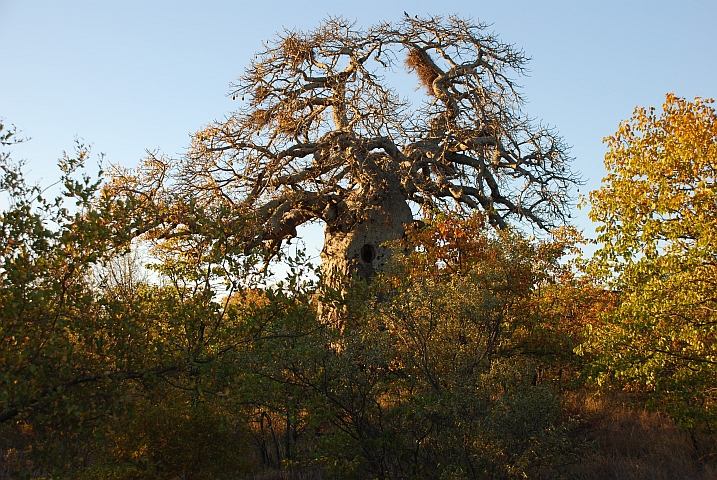 Ein ganz knorriger Baobab