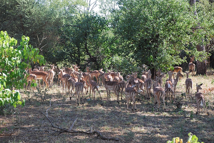 Impala Harem