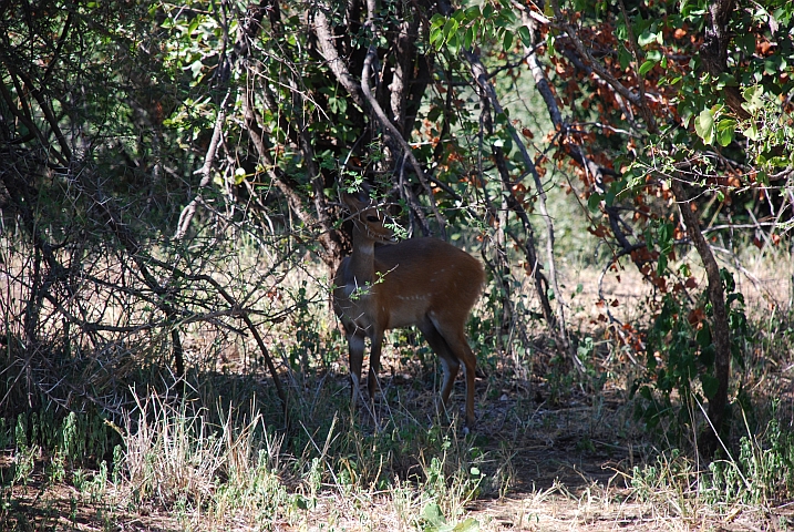 Bushbuck Kuh (Schirrantilope)