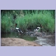 Saddle-billed Stork (Sattelstorch)