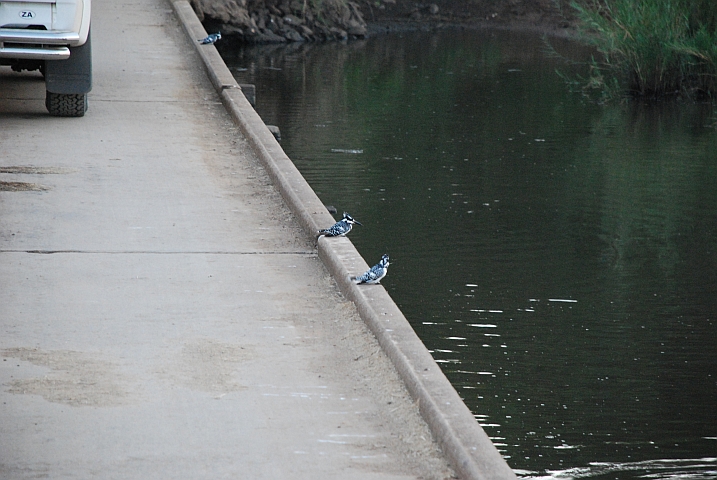 Eisvögelparade (Pied Kingfisher)