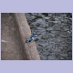 Pied Kingfisher (Graufischer)