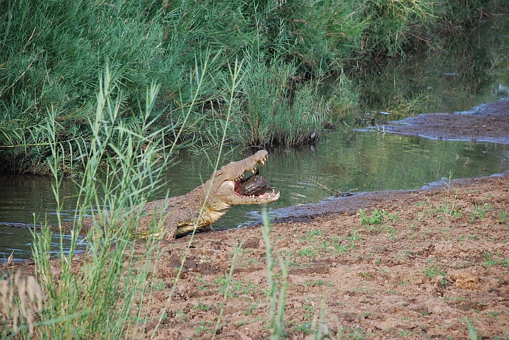 Krokodil mit erbeuteter Schildkröte