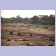 Elefanten und Giraffe im Shingwedzi Flussbett