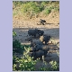Elefanten graben im Mphongolo Fluss nach Wasser