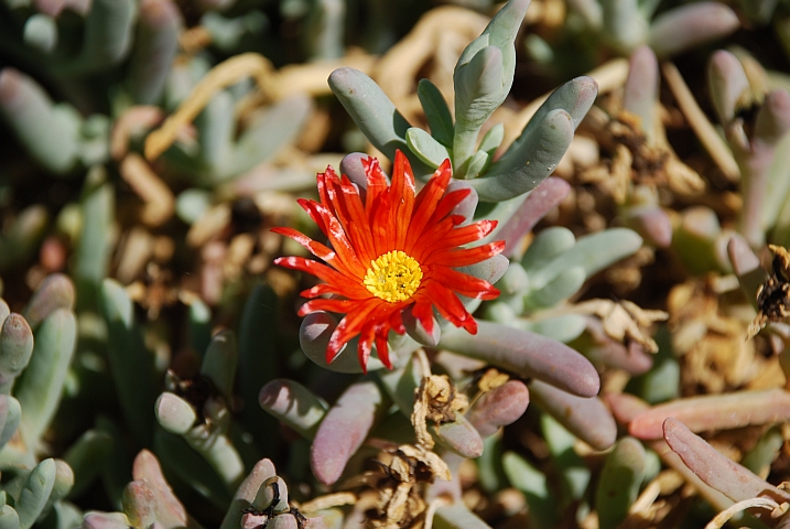 Kleine Sukkulentenblüte in Twee Rivieren (Kgalagadi Nationalpark)