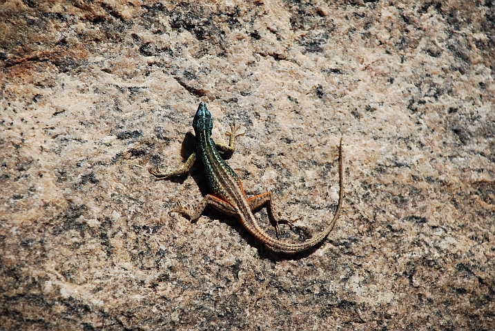 Farbige Eidechse im Augrabies Falls Nationalpark