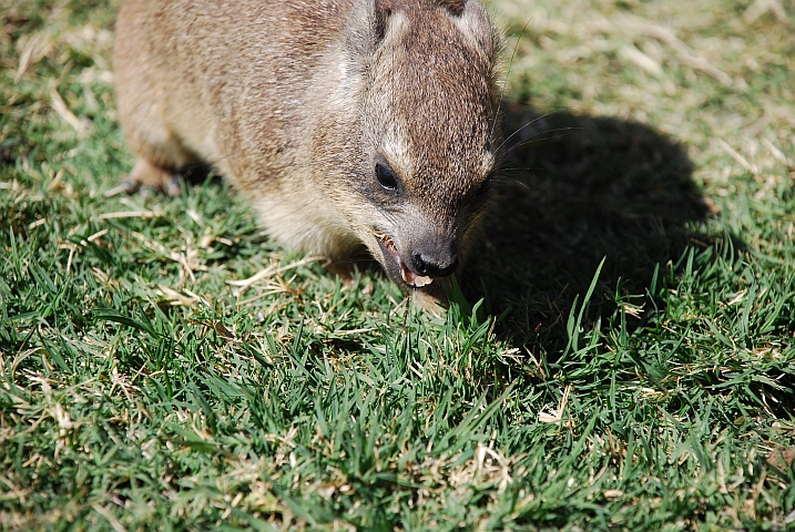 Rock Dassie beim Futtern im Augrabies Falls Nationalpark