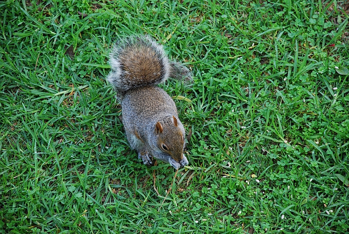 Grey Squirrel (Buschhörnchen)