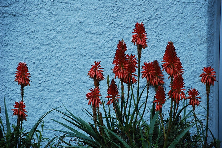 In Südafrika weit verbreitete Blume
