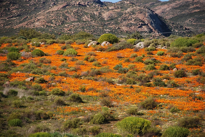 Orangegelbe Blütenpracht bei Kamieskron südlich von Springbok