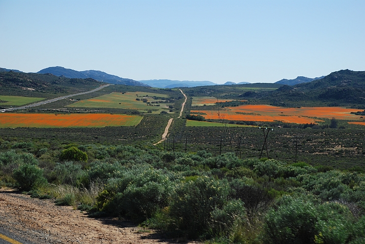 Oranger Blütenzauber im Namaqualand südlich von Springbok