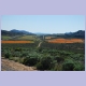Oranger Blütenzauber im Namaqualand südlich von Springbok