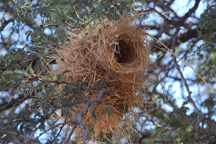 Nest des White-browed Sparrow-Weavers (Mahaliweber)?