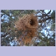 Nest des White-browed Sparrow-Weavers (Mahaliweber)?