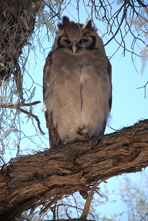 Verreaux’s Eagle-Owl (Blassuhu)