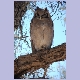 Verreaux’s Eagle-Owl (Blassuhu)