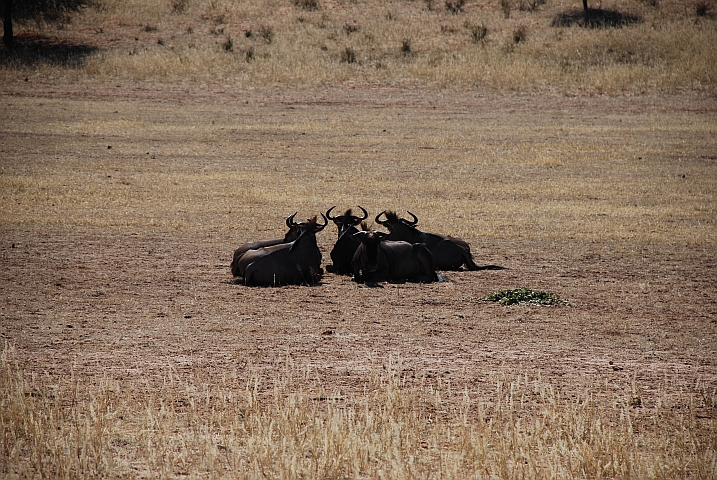 Blue Wildebeest (Streifengnu)