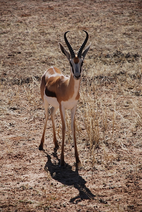 Springbock