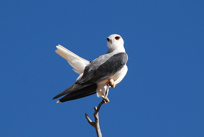 Black-shouldered Kite (Gleitaar)