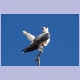 Black-shouldered Kite (Gleitaar)