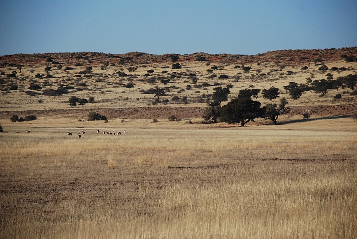 Das Auob Tal südlich von Mata Mata (Kgalagadi Nationalpark)