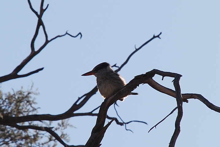 Striped Kingfisher (Streifenliest)