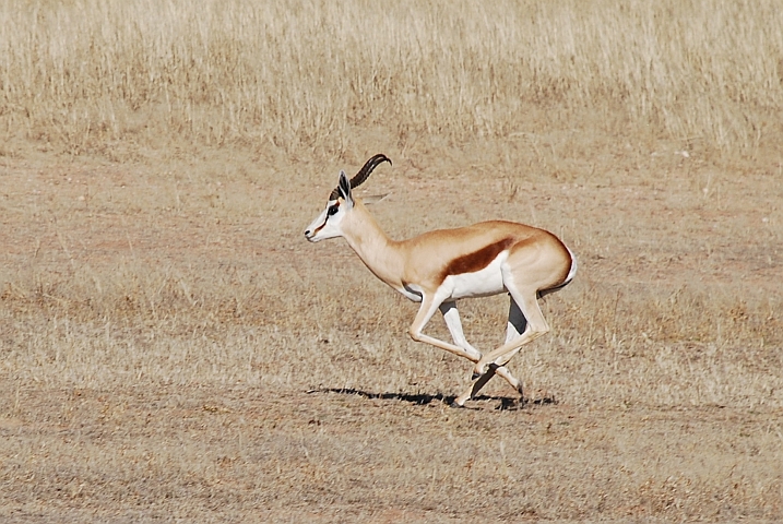 Springbock im vollen Gallop