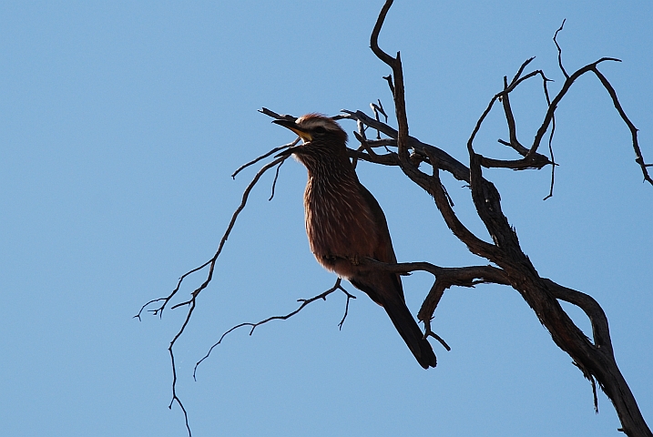 Purple Roller (Strichelracke)