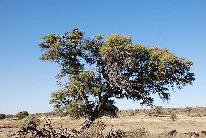 Geierhorst in der Nähe von Nossob im Kgalagadi Nationalpark