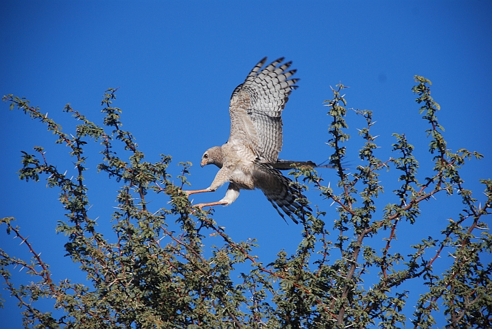 Junger Pale Chanting Goshawk (Grosser Singhabicht)