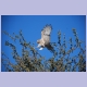 Junger Pale Chanting Goshawk (Grosser Singhabicht)