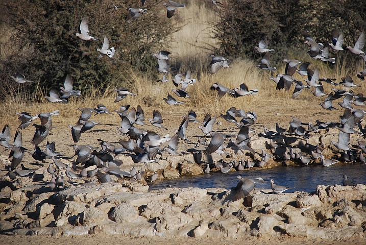 Invasion von Cape Turtle Doves, auch Ring-necked Dove genannt (Kapturteltaube oder Gurrtaube), am Cubitje Quap Wasserloch im Kgalagadi Nationalpark