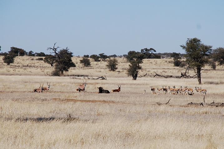 Gemsbok, Blue Wildebeest, Red Hartebeest und Springbok (v.l.n.r.) im Nossob Tal 