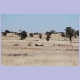 Gemsbok, Blue Wildebeest, Red Hartebeest und Springbok (v.l.n.r.) im Nossob Tal 