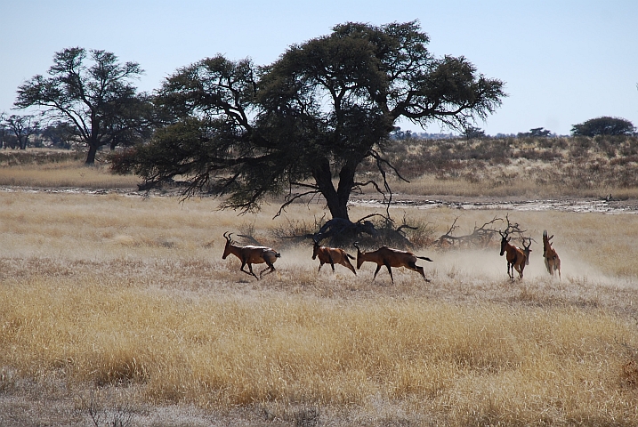 Red Hartebeest Stampede