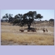 Red Hartebeest Stampede