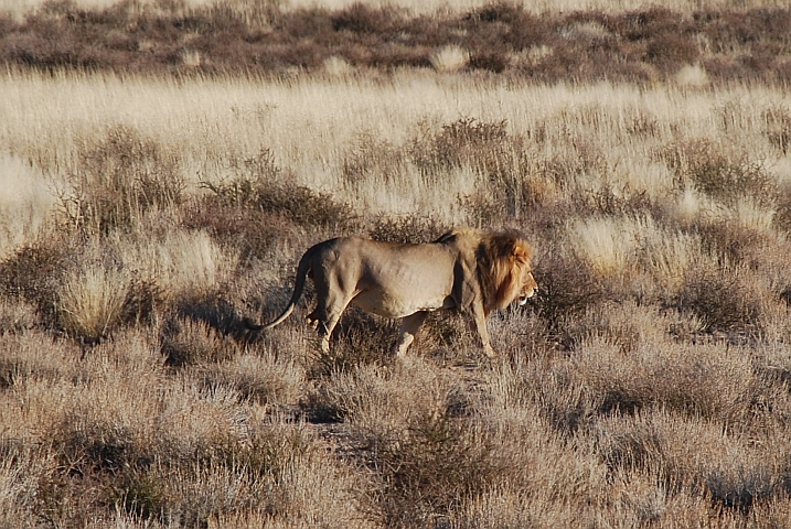 Der König der Kalahari