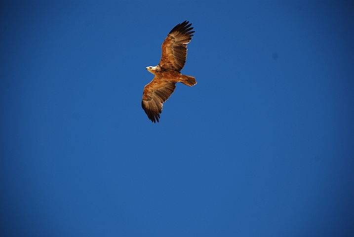 Tawny Eagle (Raubadler)