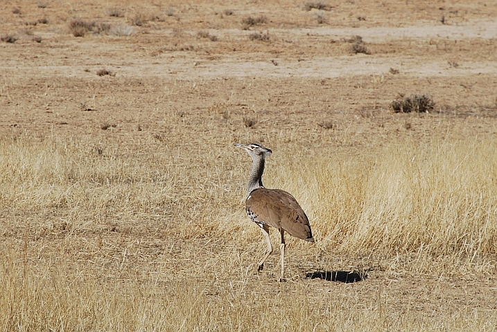 Kori Bustard (Riesentrappe)