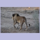 Löwe mit der für die Kalahari typischen dunklen Mähne