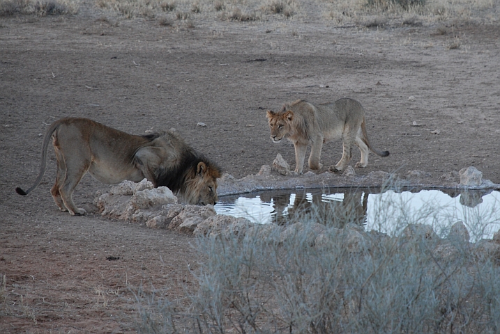 Vater und Sohn am Samevloeiing Wasserloch bei Twee Rivieren im Kgalagadi Nationalpark