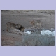 Vater und Sohn am Samevloeiing Wasserloch bei Twee Rivieren im Kgalagadi Nationalpark