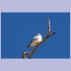Pygmy Falcon (Halsband-Zwergfalke)