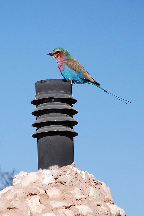 Lilac-breasted Roller (Gabelracke)