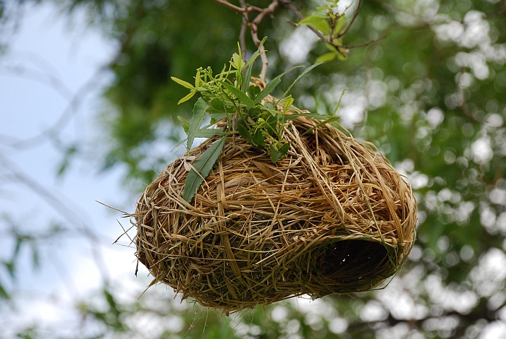 Ein Webervogelnest