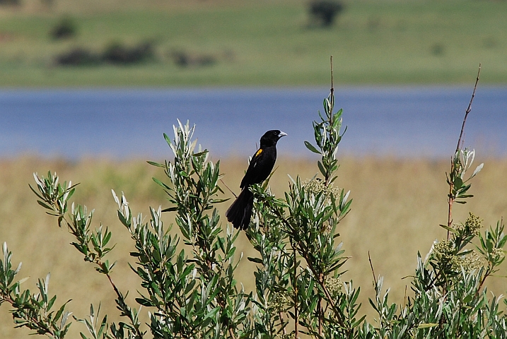 White-winged Widowbird (Spiegelwida) im Prachtkleid