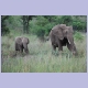 Im Gleichschritt: Muki-Turnen für Elefanten...?