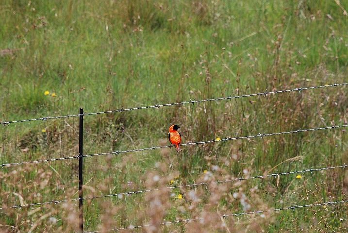 Southern Red Bishop (Oryxweber)