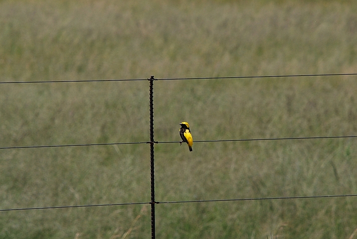 Yellow-crowned Bishop (Tahaweber)